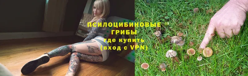 Псилоцибиновые грибы Psilocybe  наркотики  Куртамыш 